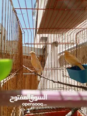  4 إناثي كنار جاهزات للبيع