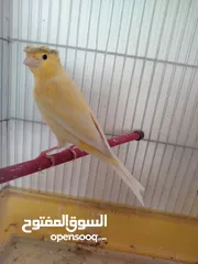  1 مطلوب طيور كناري او حب شروات غرف بسعر مناسب