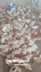  1 فراخ لوهمان براون العدد 300للبيع