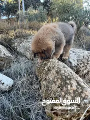  3 tibetan masstif puppies تيبتيان ماستيف