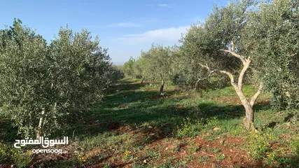  3 مزرعه للبيع مزروعه ومنتجه جاهزه  من المالك مباشره أراضي بني كنانه القصفه
