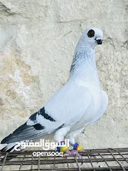  2 جوزين ابواز مستوى جميل وفحل قرقاطي وفحل نوري قراقطه وفحل بوز للبيع حمامات انظاف
