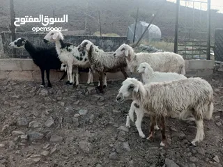  6 جعد للبيع 5 كبار مع 3مواليد