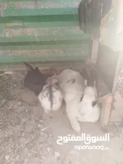  3 ارانب للبيع