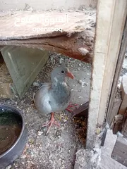  2 جوز حمام بلوق مع فرخ