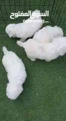  6 Maltese cute puppies