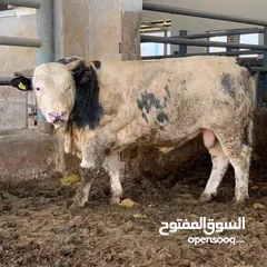  1 اغنام للبيع