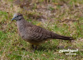  1 طيور زيبرا دوف للبيع او البدل