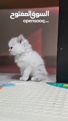  9 4 قطط شيرازي   4 Persian kittens