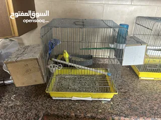  3 6 حبات حب بسعر حرق