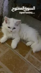  1 قطط شيرازي اصل صغار بعمر شهرين Purebred Persian cats, two months old