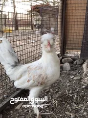  4 الدجاج السلطاني