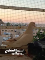  13 تشكيلة حمام مع جوز انجليزيات صفر نخب