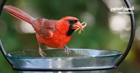  6 دود قبابي _ميل ورم _ Mealworm