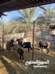  1 معز تحتهن ولاد