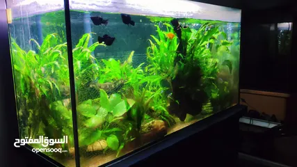  7 Aquarium with Live Plants, Driftwood, Canister Filter, Light, and Auto-Feeder for Sale