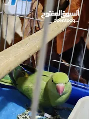  3 ببغاء الدرة للبيع