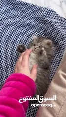  5 British scotch kitten