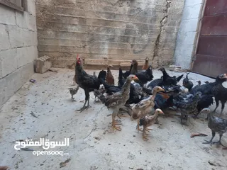  5 صيصان للبيع