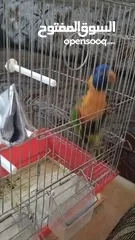  7 ببغاء لوري وكروان وحب للبيع بسعر حررق اقرء الوصف جيدااا