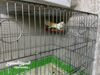  24 طيور كنار للبيع