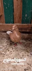  3 حمام مشكل للبيع