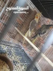  3 كوكتيل للبيع