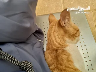  9 قطط شيرازي للبيع