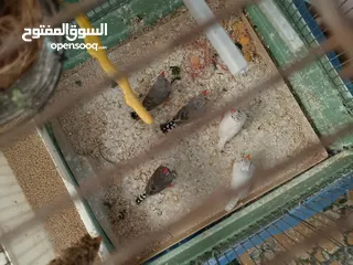  2 طيور فنقز للبيع