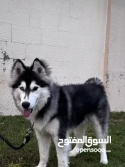  3 Husky male