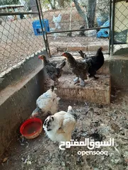  5 دجاج للبيع