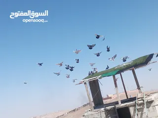  5 حمام كش وزق حمام حلوه للبيع سعر مغري سبب  محتاج مصاري عشان اعيد من الاخر يعني