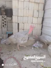  1 طقم حبش ازرق المنيوم شغلات للبيع      . Siuuuuuuuu  ⢠⣶⣾⣷⣦⡀⠀⣤⣤⣤⣤⣄⠀⣤⣤⣤⣤⣤⣤⣤ ⣾⣿⠁⢸⣿⣧⠀⣿⣿⠉⠹⣿⣆⠉⠉⠉⠉⣿⣿⠟ ⣿⣿⠀⠘⠛⠛