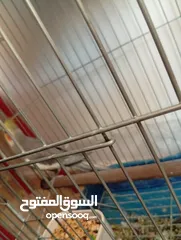  28 يوجد لدي اربع ببغاوات كوكتيل ما في ولا واحد منهم اليف في واحد بس شوي اليف  شاهد الوصف