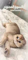  4 Scottish fold