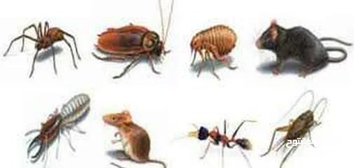  7 محاربة جميع  أنواع الحشرات و القوارض