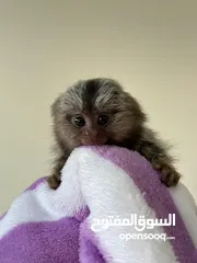  2 قرد مارموسيت صغير مدرب في المنزل