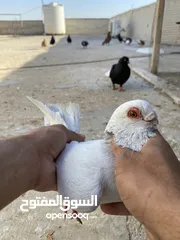  14 كوم حمام للبيع