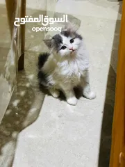  4 Cat Persian