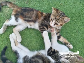  5 قطط أناثي للبيع