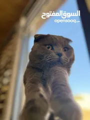  17 قط Scottish Fold للبيع بسعر مميز