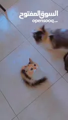  4 قطط شيرازي وسيبيري