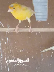  11 كنار جواز مع بيض وفي اجواز مع افراخ