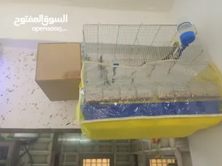  4 جوز كوكتيل شغالات  اقرا الوصف