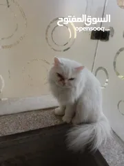  3 قطط للبيع او البدل على طيور