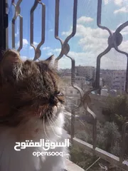  3 قطتين أنثى و ذكر
