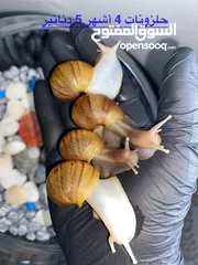  5 حلزون افريقي