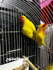  3 جوز روز لاتينو عين حمرة قابل للبدل تحتهم اربع بيضات مع قفص جديد وكوخ كبير جديد موجودات بالهاشمية