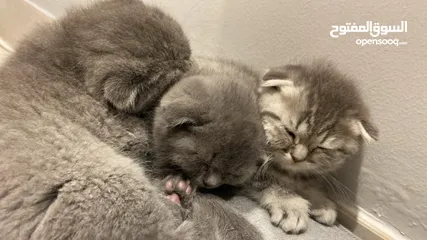  15 Pure scottish fold short hair for adoption قطط سكوتش فولد بريطاني