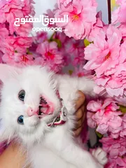  21 قطط للبيع نابلس